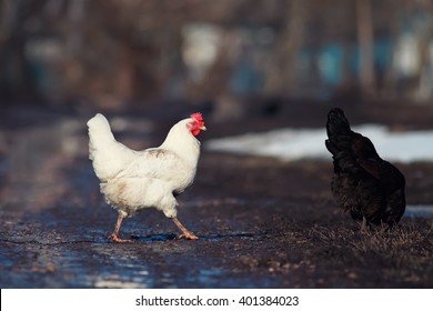 Descoperă Marea Excitare a Călătoriei pe Chicken Road Jocul de Noroc în Romania
